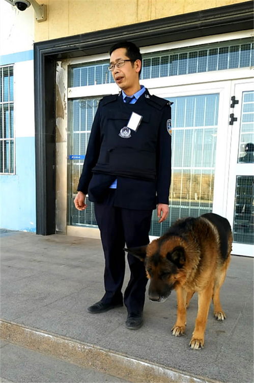 警犬卡尔是什么品种的狗,请问 我记得我小时候看过日本的个连续剧 是讲一条狗和一个女人的 那个狗的名字好像叫卡儿 还破了很多案件-第4张图片