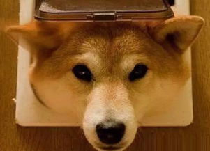 每天认识一种宠物狗 日本癞皮土狗柴犬