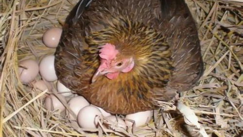 为什么就算没有公鸡,母鸡自己依然能够下蛋 看完总算是知道了 