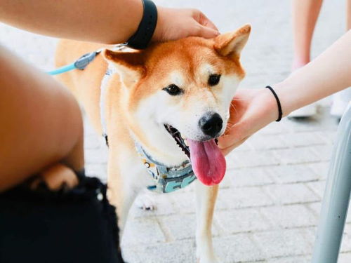 柴犬币交易今日价格多少钱一个,shib币和akita能不能涨到1块 柴犬币交易今日价格多少钱一个,shib币和akita能不能涨到1块 应用