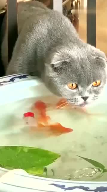 猫我不吃鱼,只喝点鱼汤就行了 