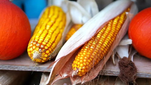 玉米价格震荡偏弱整理：新粮上市即将