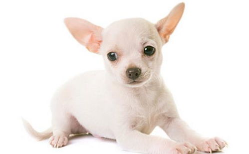 吉娃娃犬是世界上最小型的犬种之一,头部圆形,耳大薄而直立