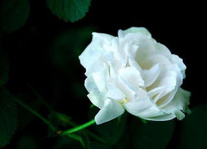 白玫瑰的寓意和花语,白玫瑰的寓意