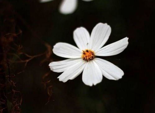 心理测试 你觉得哪一朵小白花最漂亮 测你的ta变心指数有多高