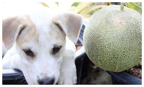 狗狗能吃哈密瓜吗 给狗狗喂哈密瓜时,主人需要注意哪些问题