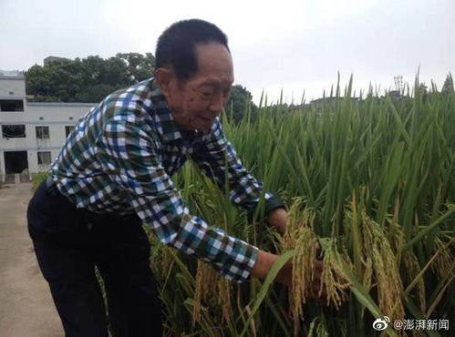 袁隆平出生在哪里(袁隆平资料)