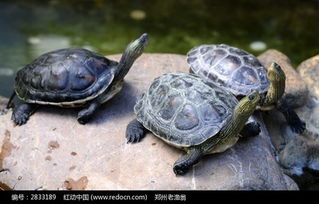 三只小乌龟逛超市 