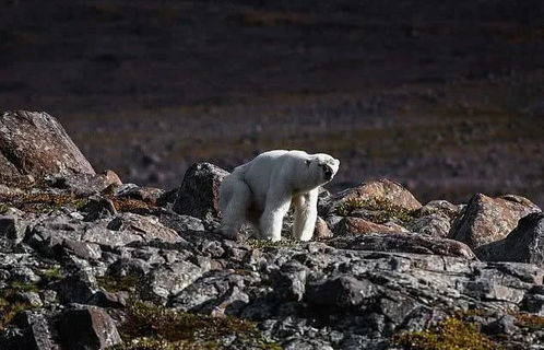 海象跳崖,北极熊猎杀幼崽,苏门答腊虎灭绝,地球警示录其实早已开始