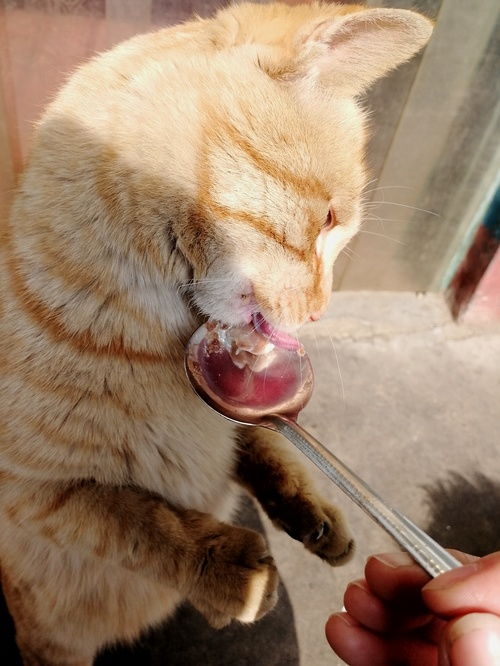 第一次吃罐头的橘猫 