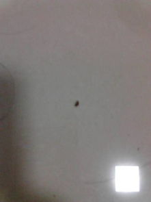 最近家里出现了很多黑色的小虫子,真的很小,以前家里的米里也会有,最近我房间时不时会出现,有时候在地 