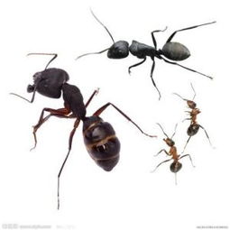 蚂蚁 昆虫 搜狗百科 