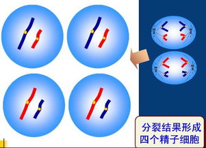 生物減數分裂過程圖解 - 搜狗圖片搜索