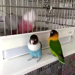 两只鹦鹉在笼子前聊悄悄话 你看太胖会被关在里面