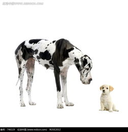 一只斑点狗和一只幼家狗图片免费下载 红动网 