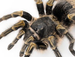 骇人 世界上10种恐怖的巨型蜘蛛