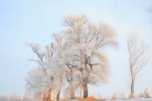 皑皑白雪,暖暖真情 2017春节省亲 东北亲子游