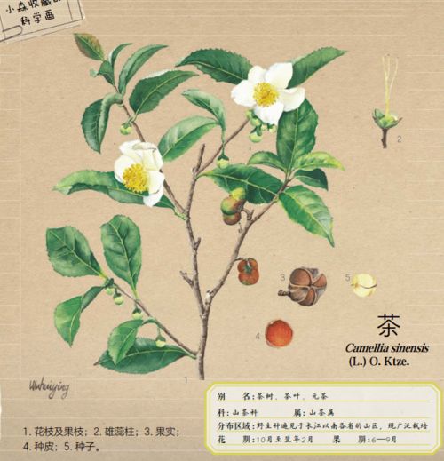 这套超好看的中国植物大百科,科学全面又有趣,一定要给孩子看