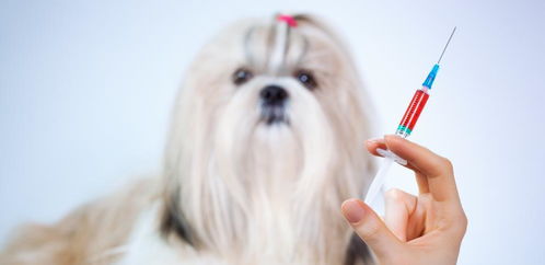 狗狗一年注射一次狂犬疫苗 这有必要吗 疫苗的有效时长是多久