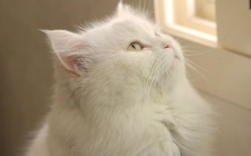 除了常见的中华田园猫有白色的猫,还有哪些喵星人中有纯白的猫