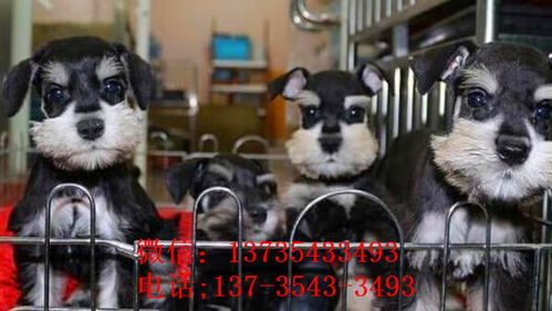 广州犬舍出售纯种雪纳瑞犬好不好养 在哪买狗卖狗