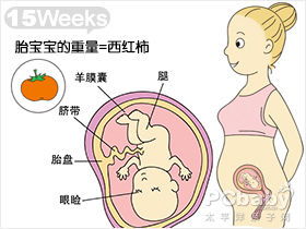 十五周的胎儿有多大，怀孕15周胎儿有多大