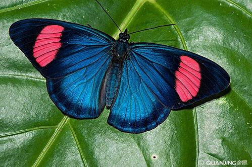 关于蝴蝶的常识(关于蝴蝶的常识和知识)