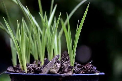 纯土可以种兰花吗,兰花种植方法步