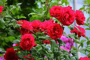 月季和玫瑰的区分方法