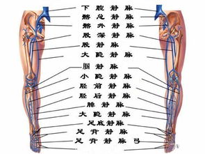 ssv是什么意思 大隐静脉,大隐静脉的解剖构造。