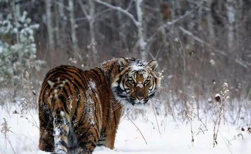 东北地区冬季那么冷,野生东北虎能扛过去吗 它们是如何过冬的