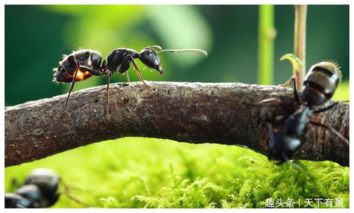 为什么蚂蚁之类的生物不需要睡眠呢专家 用命换的
