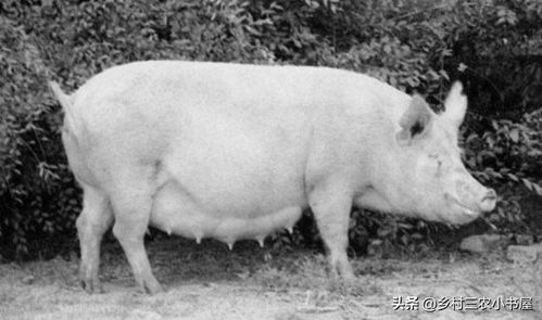 农村养殖养猪知识, 猪的经济类型及品种,一定要清楚
