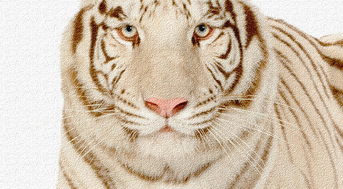北欧可爱老虎动物无框画装饰画图片设计素材 高清模板下载 6.41MB 动物装饰画大全 