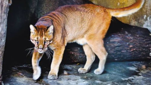 亚洲金猫有多可怕 它比猫凶猛多了,竟然还是森林之王 