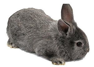 标准金吉拉兔价格 标准金吉拉兔怎么养 标准金吉拉兔产地 家居百科 