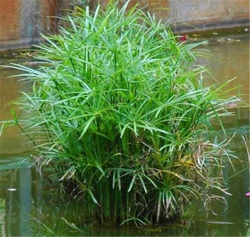 水竹越长越高怎么办,了解水竹的生长特点