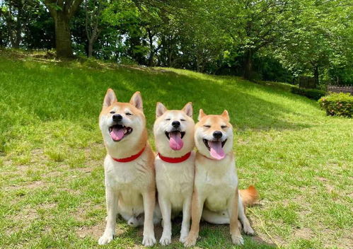 养一只柴犬和养三只柴犬的快乐一样吗