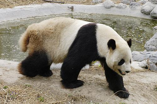 熊猫的尾巴是黑还是白还是没有 