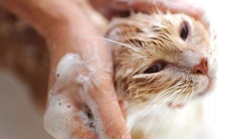 猫咪洗澡多久一次_多久给猫洗一次澡