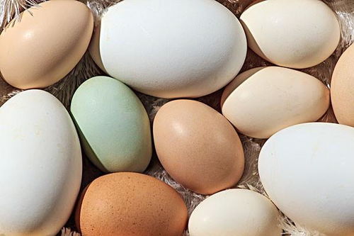 鸡蛋,鸭蛋,鹅蛋,哪个最有营养 