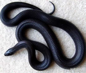 墨西哥黑王蛇,墨西哥黑王蛇价格