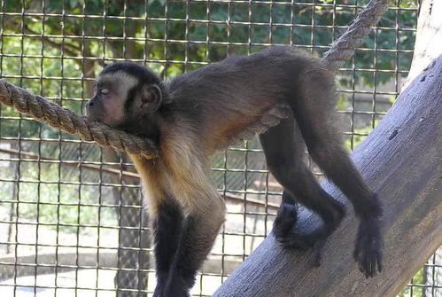 属猴人一生运势解析 尤其80年的生肖猴,家有属猴的速看