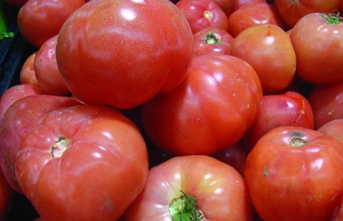 种植西红柿烂果的原因有哪些 要及时防治,老农一般不告诉别人