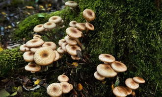 什么样的野生蘑菇可以吃
