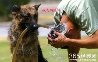 盘点战争类电影中的明星犬,中国导演为电影特效炸死军犬