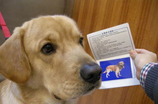 重磅 襄阳市养犬管理办法 公布 明年1月1日起施行