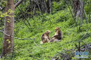 湖北神农架金丝猴数量已比上世纪80年代最少时增加一倍多 