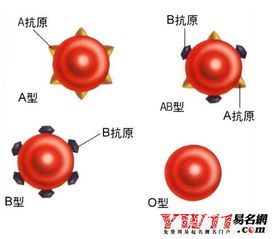 rh阴性血型,什么是rh阴性血型 