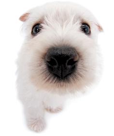有没有一种狗是白色的 毛很 绒 很迷你 很像绒球的 请问叫什么名字 